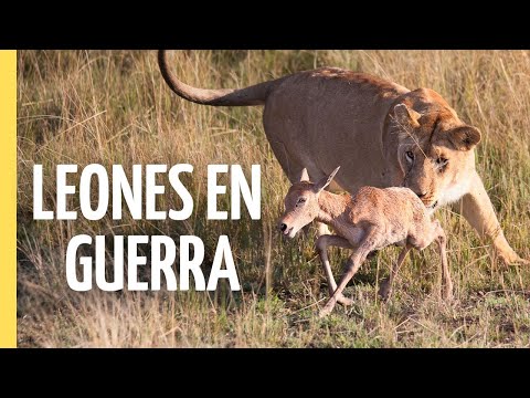 Sangre, Lazos y Hermandad: La Vida Secreta de una Manada🦁| Episodio Completo