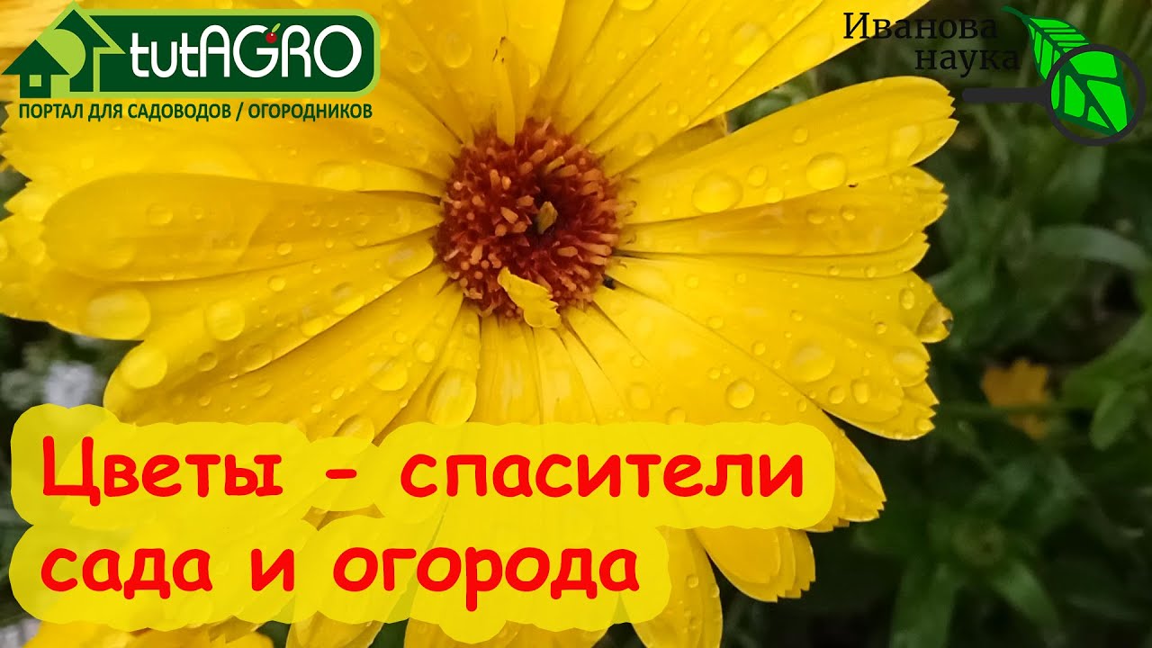 Наши выручалочки! Этот цветок может расти даже на луне! Сейте их по всему участку.