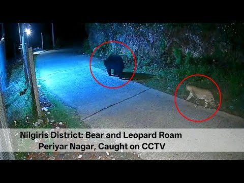 Nilgiris District: Bear and Leopard Roam Periyar Nagar, Caught on CCTV