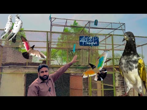 Apne gao thathi khurd main dere wali chhat mein kabutaron ka shauk nasli Kabootar nasl ki pahchan