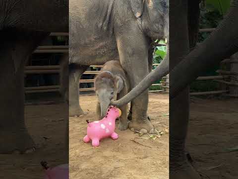 ไม่กัดหูก็กัดหาง🤣😋 #ช้าง #elephant #พังปิ่นทอง #พลายบัวขาว #พังพิณทอง #animals
