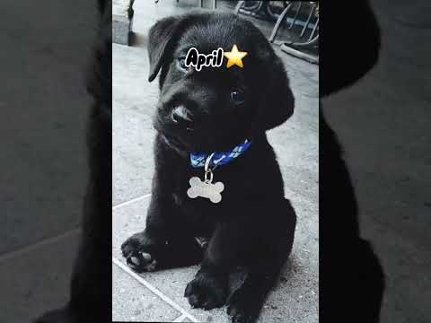 Your Birthday Month is your Puppy 🎂💕 Choose your Pup! ✨#dogs #choose #cutepuppies