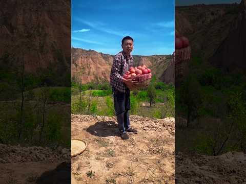 राजू अपने सारे सेब फेंक रहा है 🥺😭 #shortvideo #indianshorts #mangorecipe #mangojuice #apple #aam .