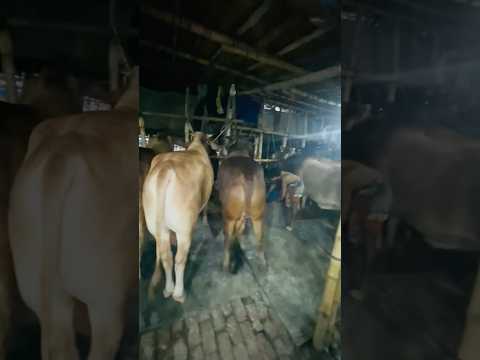 Cow ❤️ #shorts #shortvideos
