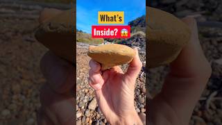 You Won’t Believe What’s Inside This Rock! 😱 #animals #nature #shorts