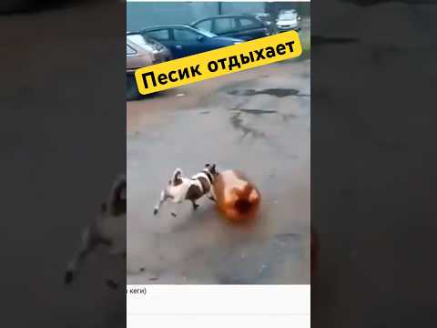 Песик развлекается