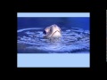 Understanding the Gulf Oil Spill and Its Implications