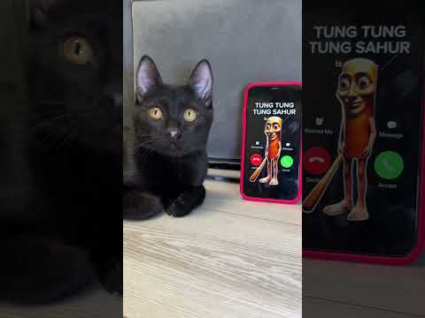 TUNG TUNG TUNG SAHUR is calling me 🙀 #funny #cat #funnycats #shorts #horror #tungtungtungsahur
