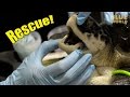 Turtle Rehabilitation and Conservation