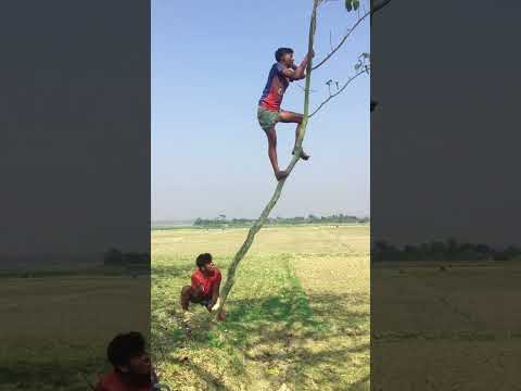 গাছে কি করছে দেখুন