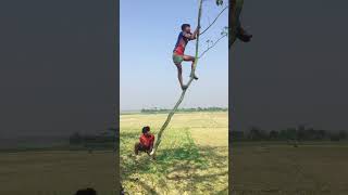 গাছে কি করছে দেখুন