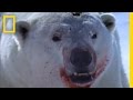 Polar Bear Behavior and Diet