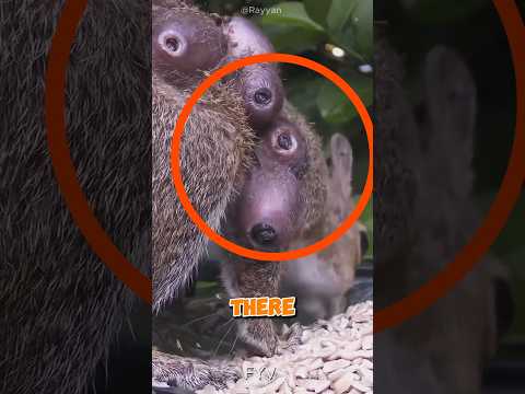 This Squirrel Has Unique Disease