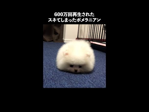 スネてしまった子犬のポメラニアン