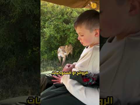 لماذا لا تهاجم الأسود مركبات السفاري؟