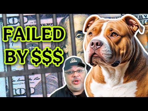 The BIGGEST LIE About American Bullies!