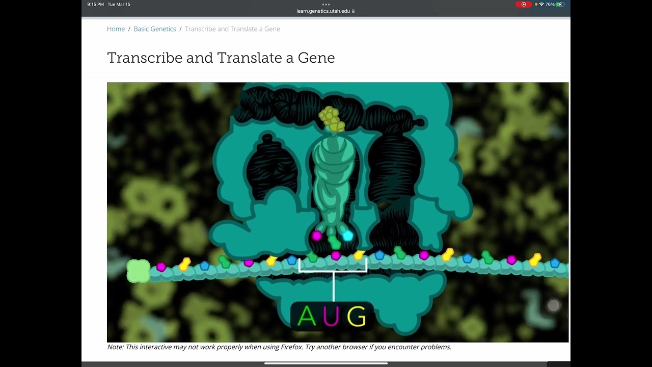 Transcription and Translation Virtual Lab: Exploring the World of DNA