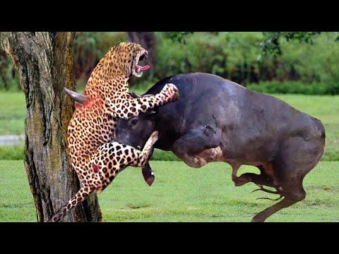 Panic! Crazy Buffalo Burns Out With His Sharp Horn To Kill Leopard To Save The Baby