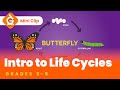 Exploring Life Cycles of Plants and Animals