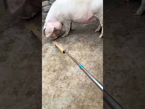 The Most Happy 😂🐷 Pigpets #shorts #youtubeshorts #ytshorts #viral #piggy #piglover #shortsfeed #fyp