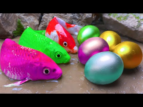 Color Explosion! Catching catfish, carp, rainbow eels - 가장 아름다운 잉어