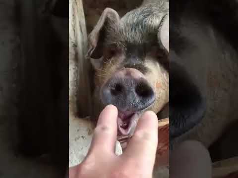 Funniest Animal Fails #viral #ylyl #animals #funnypets