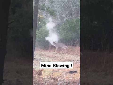 Mind Blowing Headshot #jagd #deerhunting #headshot #trickshots #jakt #chasse #oxota #deerseason