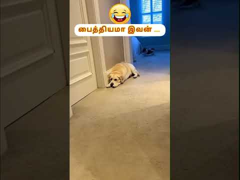 03 || ஓடியே சாவட்டும் 🤣🤣🤣 #shortsfeed #funny #doglover #comedyshorts