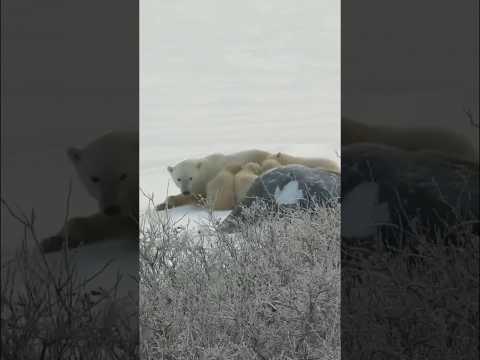 Sunday cuddle puddle 💙 🎥: From our explore.org live cam early Nov. ‘23