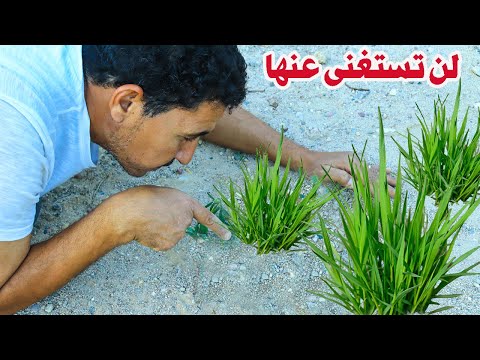 ازاى كانت غايبة عنا كل هذة السنوات☘عشبة طبية وعطرية كنز يغفل عنة الجميع