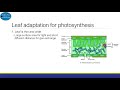 Photosynthesis Concepts and Processes