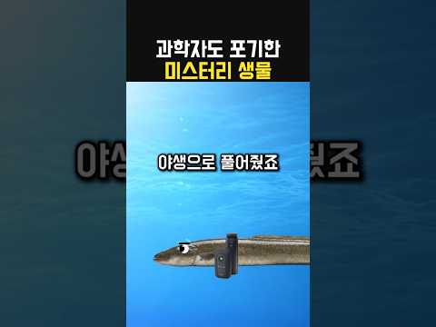 장어, 알고 먹으면 더 맛있겠지?