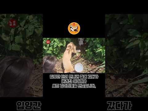 입양 간 탄이 만나러 절에 갔다가 버려진 어미개와 새끼강아지들을 만났습니다 #shorts #입양홍보