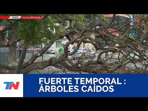 TRÁNSITO CORTADO I Por el temporal, un árbol cayó en Álvarez Thomas y Elcano y rompió postes de luz