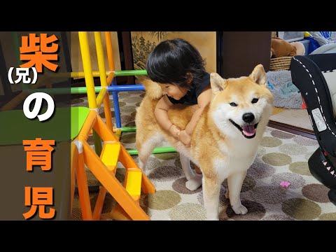 子供同然に大切に育てた柴犬、今では妹たちに優しく接してくれる日々