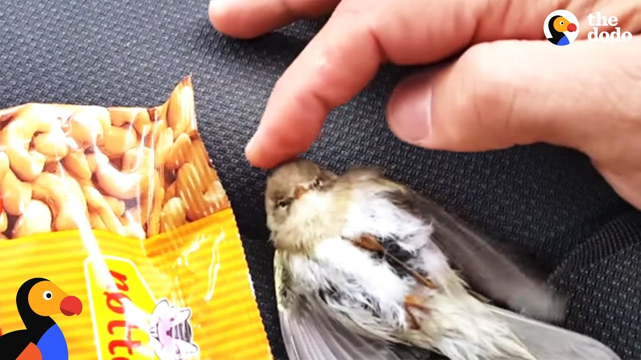 Freezing Bird Trapped on Car Roof Rescued by Perfect Guy