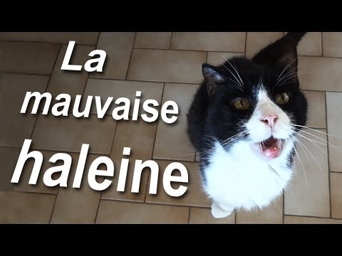 LA MAUVAISE HALEINE - PAROLE DE CHAT