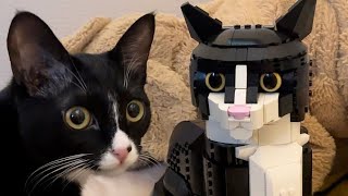 The FUNNIEST Cats compilation video You will watch today, Funny Animals compilation 2024
