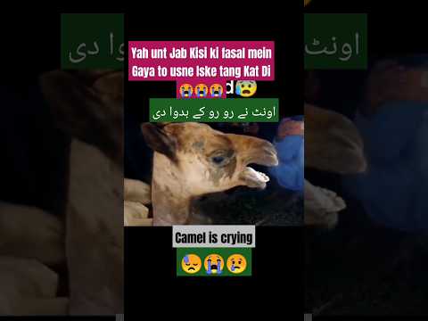 Camel is a disheart😓😫😭 # camel shorts#animals #shorts