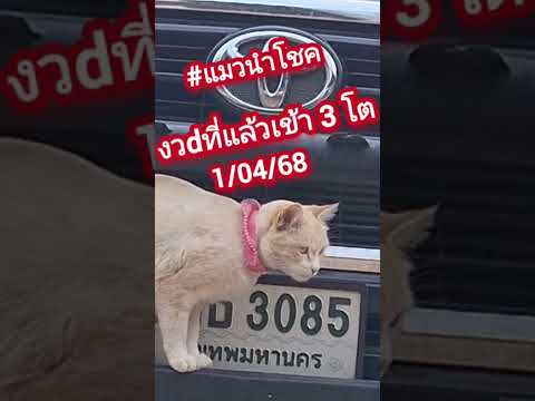 #น้องเบลพารวย #น้องแมวนำโชค