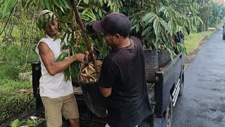 🔴 ASALAMUALAIKUM MARI BERGABUNG BAGI BAGI BIBIT DURIAN
