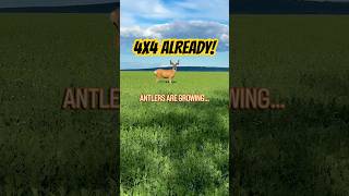 Target Buck?? #shorts #viral #muledeer #foryou #wow