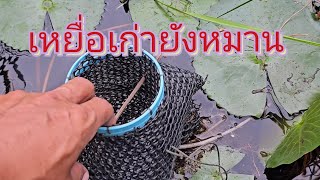 เหยื่อเก่ายังหมานอยู่