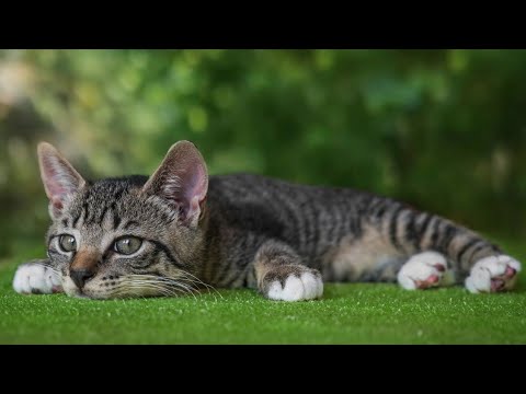 Música para gatos - sonidos que les gustan a los gatos