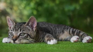 Música para gatos - sonidos que les gustan a los gatos