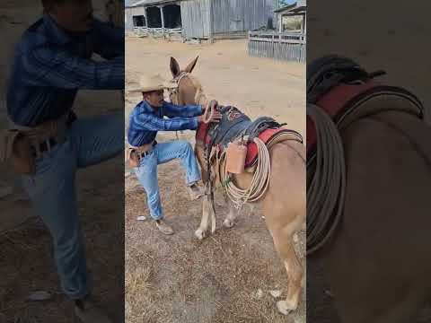 O Peão Mais Bruto Que Já Vi🤠🐎🤣