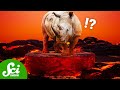 Fossils and Volcanic Preservation