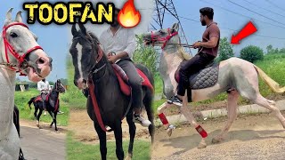 😨NEW BLACK HORSE FOR RACE AT PEHELWAN FARMS🔥$HANKAR K! TAKKAR K@ EK KAAL@ GH0DA AAGY@ 😰