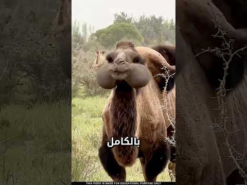ما سر مظهر الحيوانات