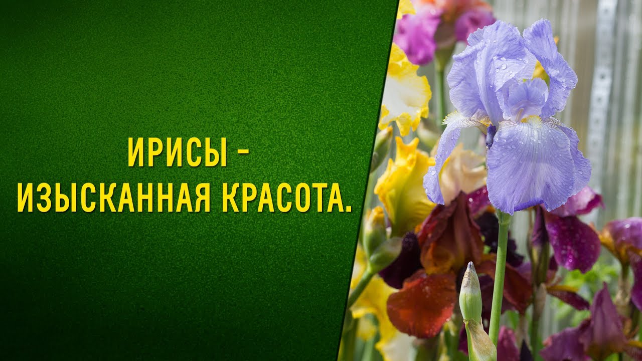 Как сажать ирисы. Секреты выращивания в средней полосе